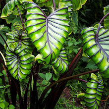 Load image into Gallery viewer, Colocasia Pharoahs Mask
