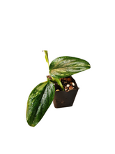 Load image into Gallery viewer, Monstera Standelyana Albo
