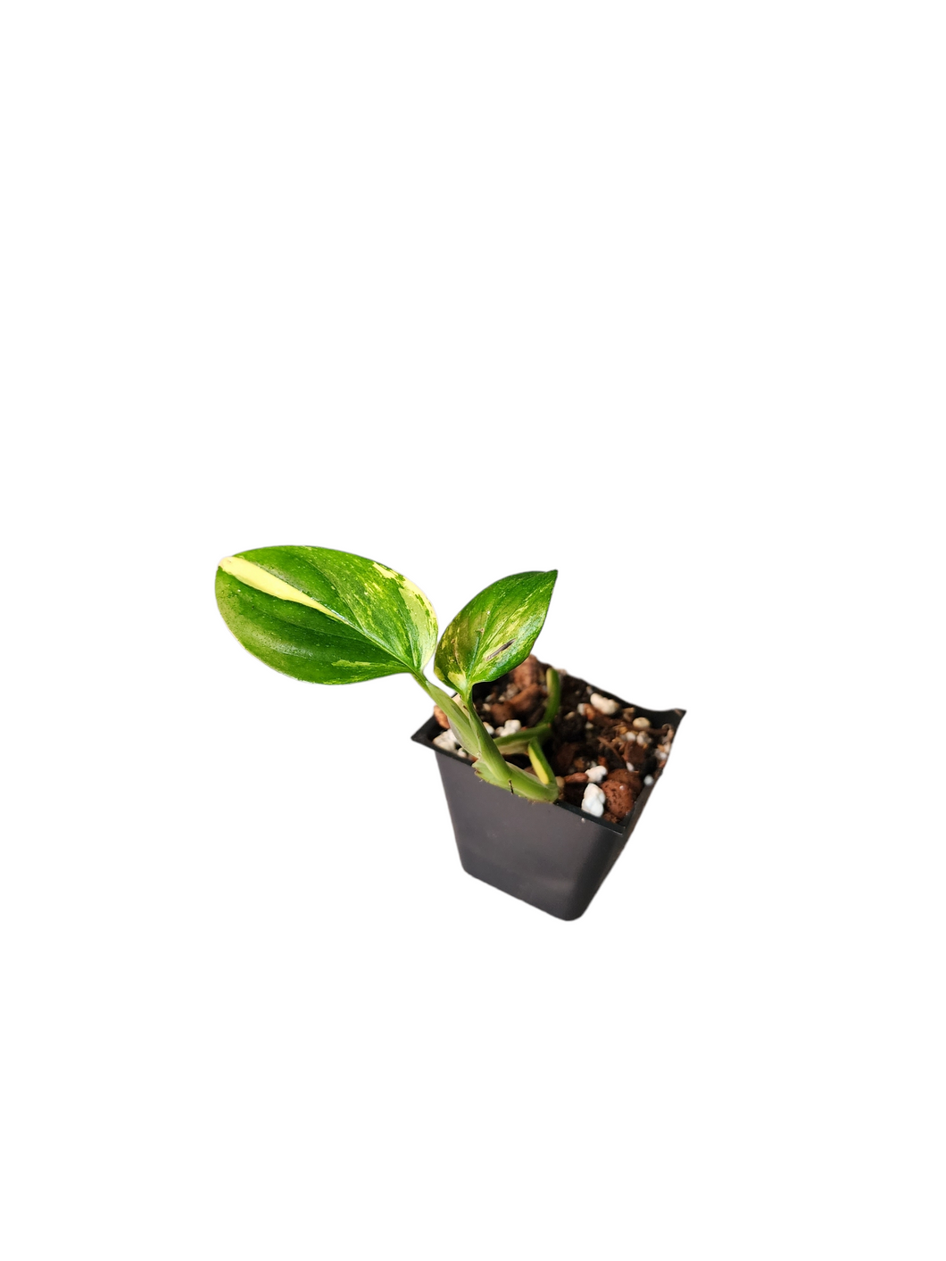 Monstera Standelyana Albo