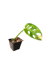 Load image into Gallery viewer, Monstera Adansonii Aurea
