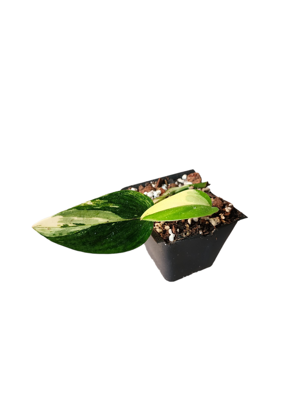 Monstera Standelyana Aurea