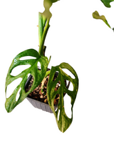 Load image into Gallery viewer, Monstera Adansonii Aurea
