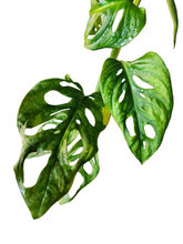 Load image into Gallery viewer, Monstera Adansonii Aurea
