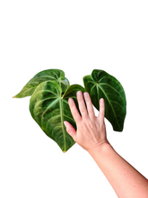 Load image into Gallery viewer, Anthurium Villenaorum
