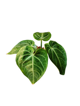 Load image into Gallery viewer, Anthurium Villenaorum
