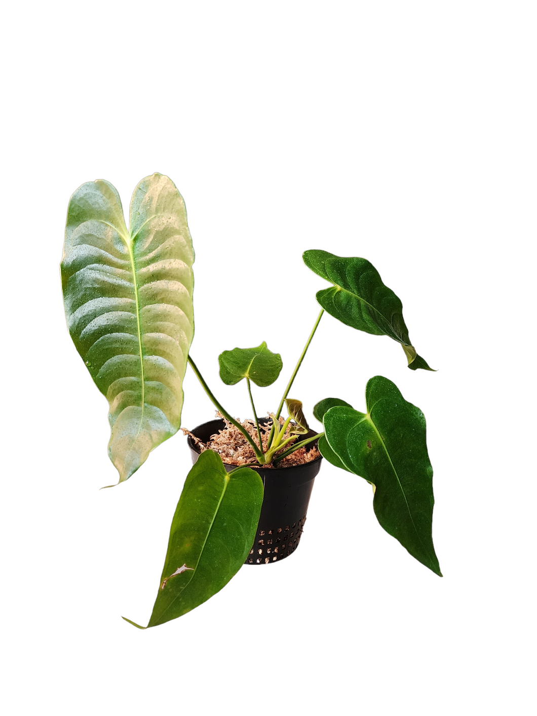 Anthurium Veitchii