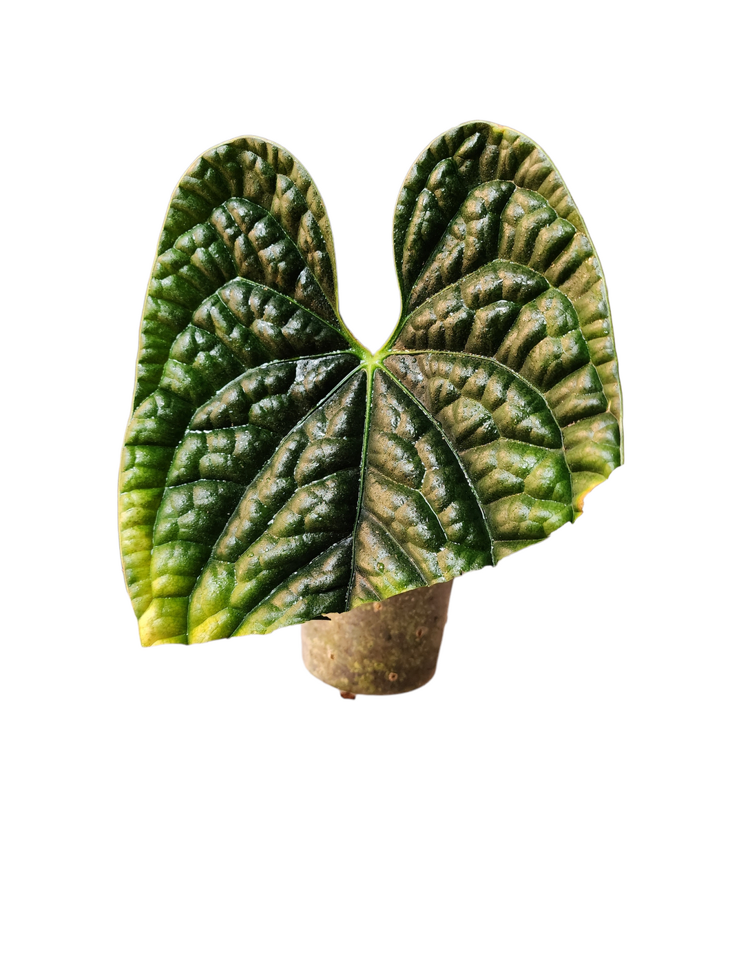 Anthurium Luxurians