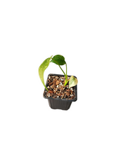Load image into Gallery viewer, Monstera Mint
