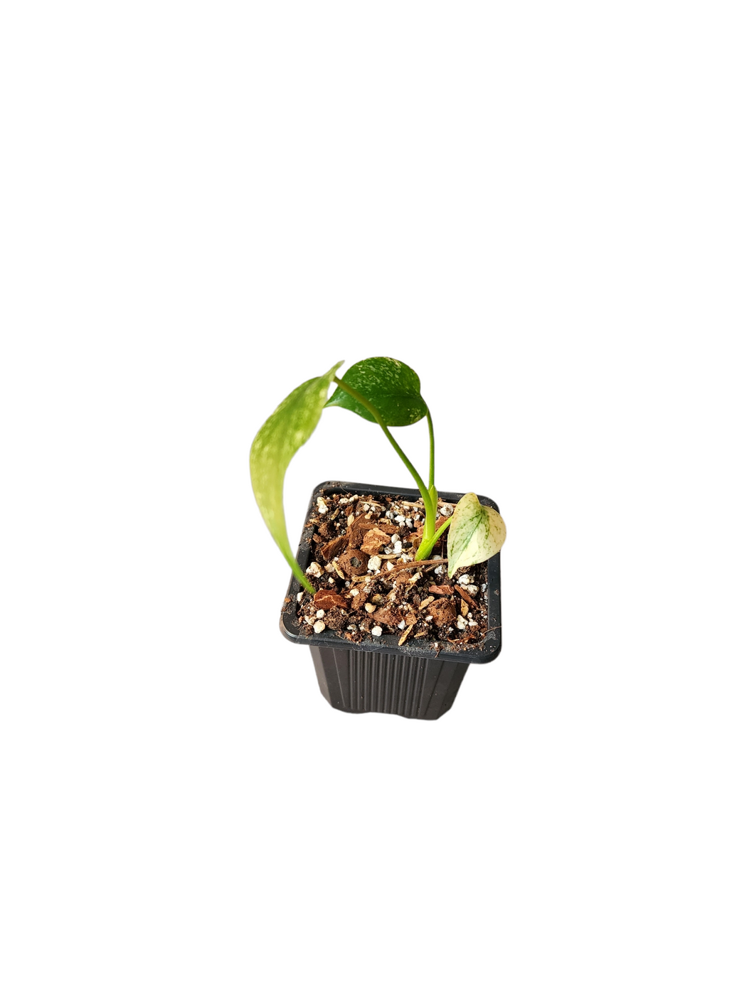 Monstera Mint