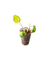 Load image into Gallery viewer, Philodendron Burle Marx Variegata
