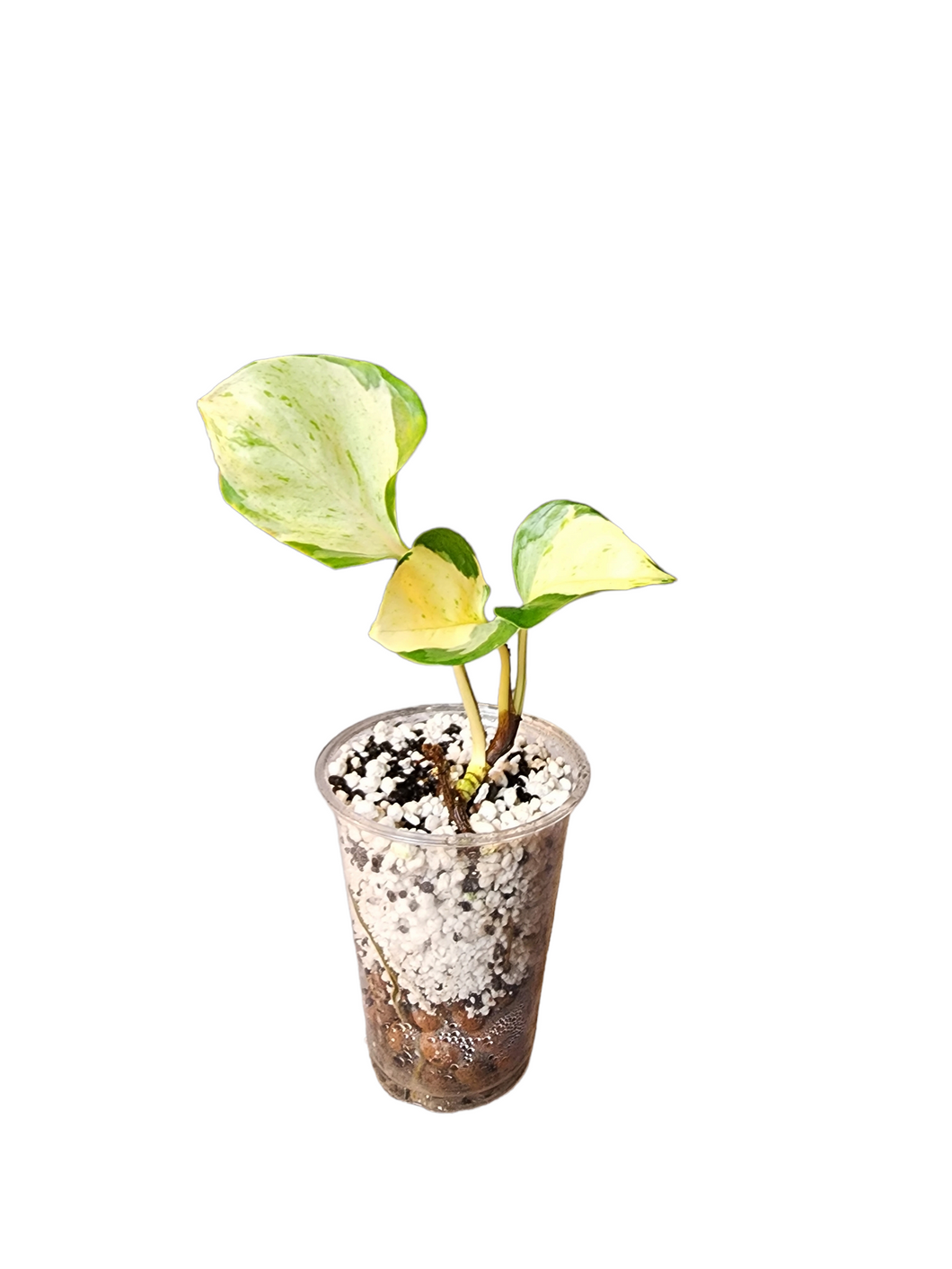 Epipremnum Aureum 'Manjula'