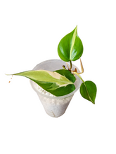 Load image into Gallery viewer, Philodendron Silver Stripe
