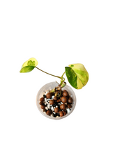 Load image into Gallery viewer, Philodendron Burle Marx Variegata
