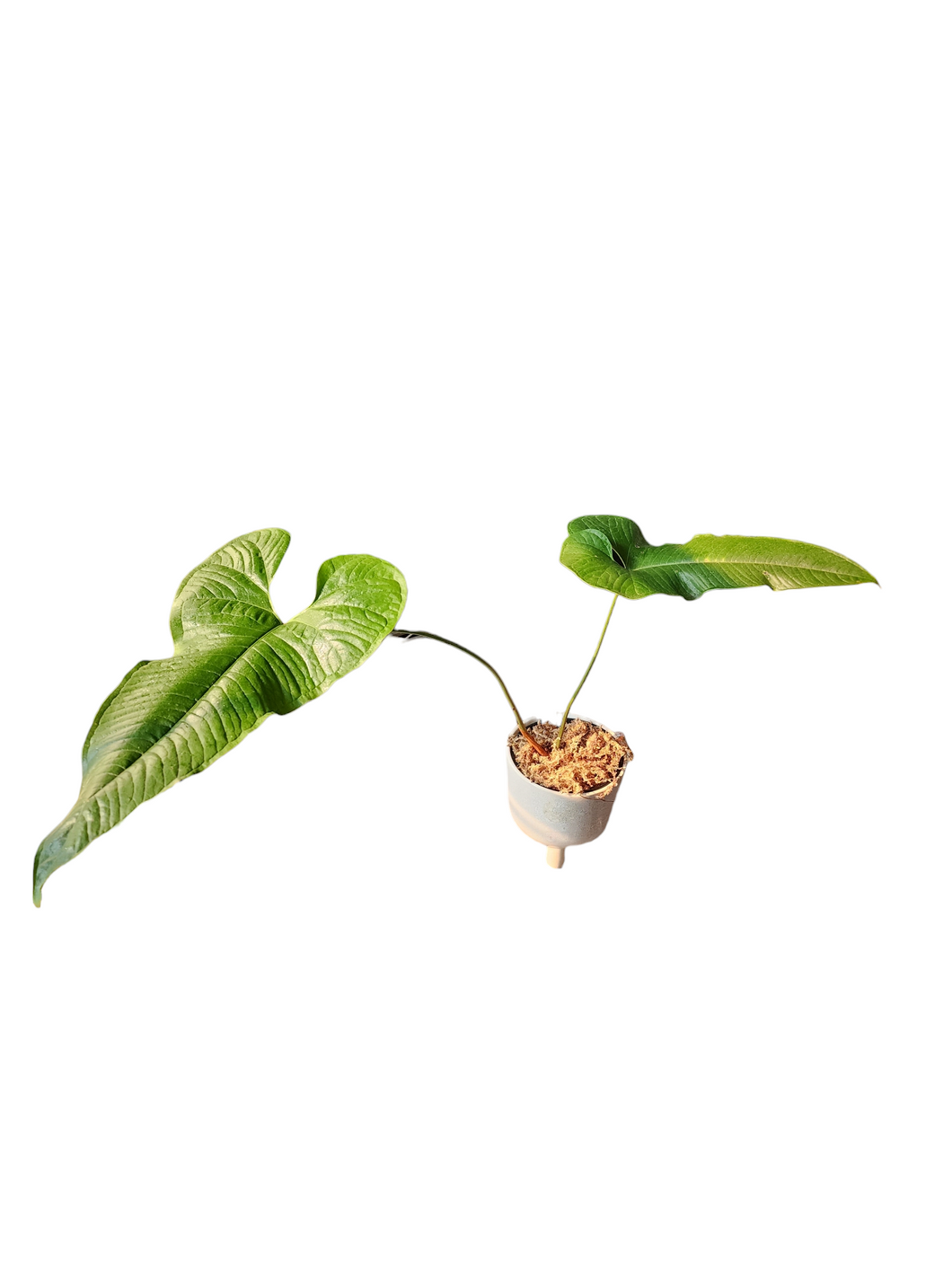 Anthurium Condor sp.