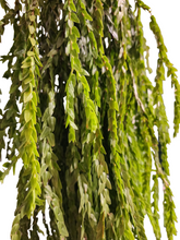 Load image into Gallery viewer, Huperzia Phlegmaria
