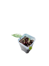Load image into Gallery viewer, Alocasia Black Stem Variegated
