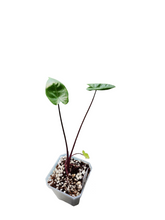 Load image into Gallery viewer, Alocasia Black Stem Variegated
