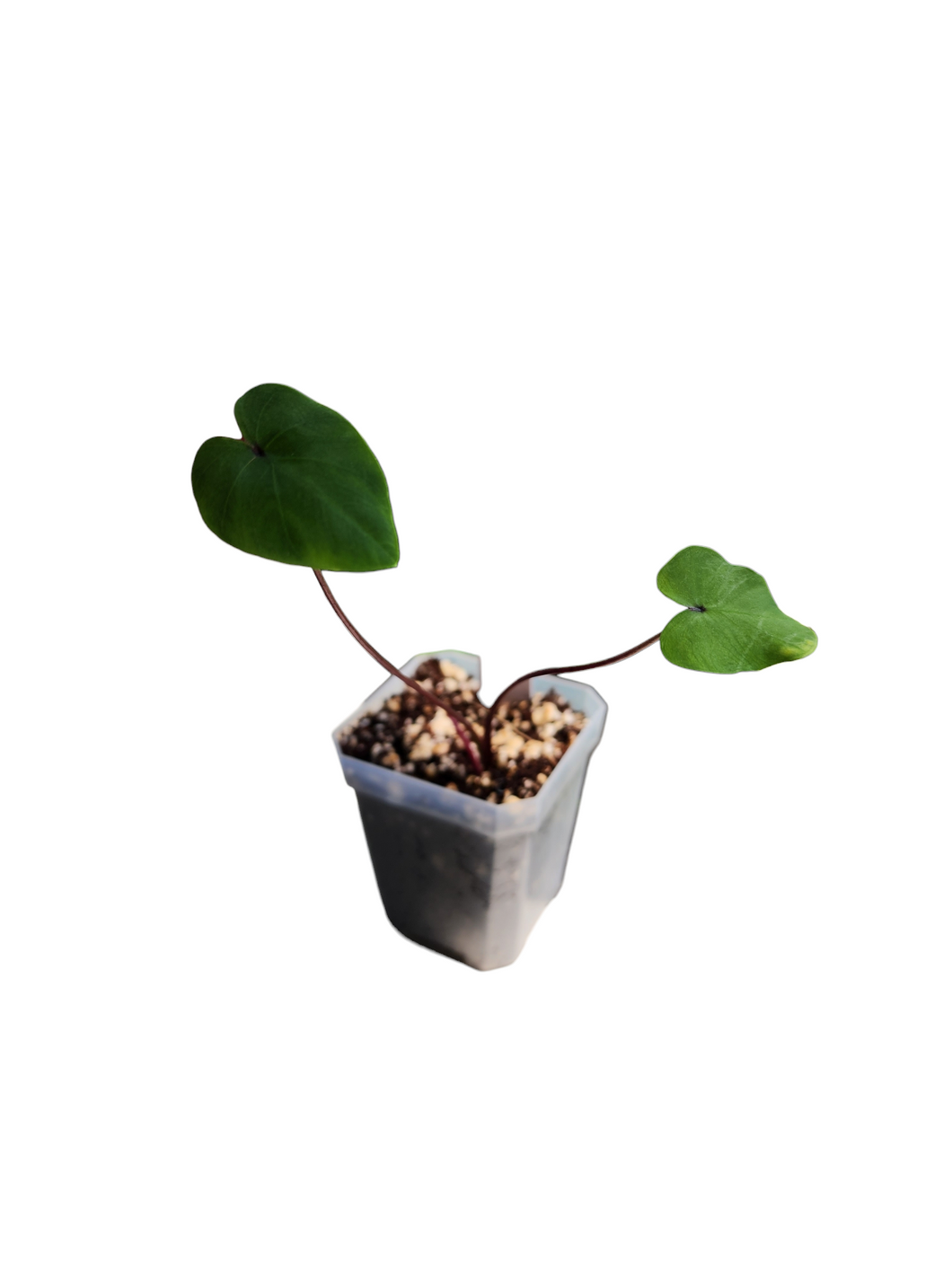Colocasia Pharoahs Mask