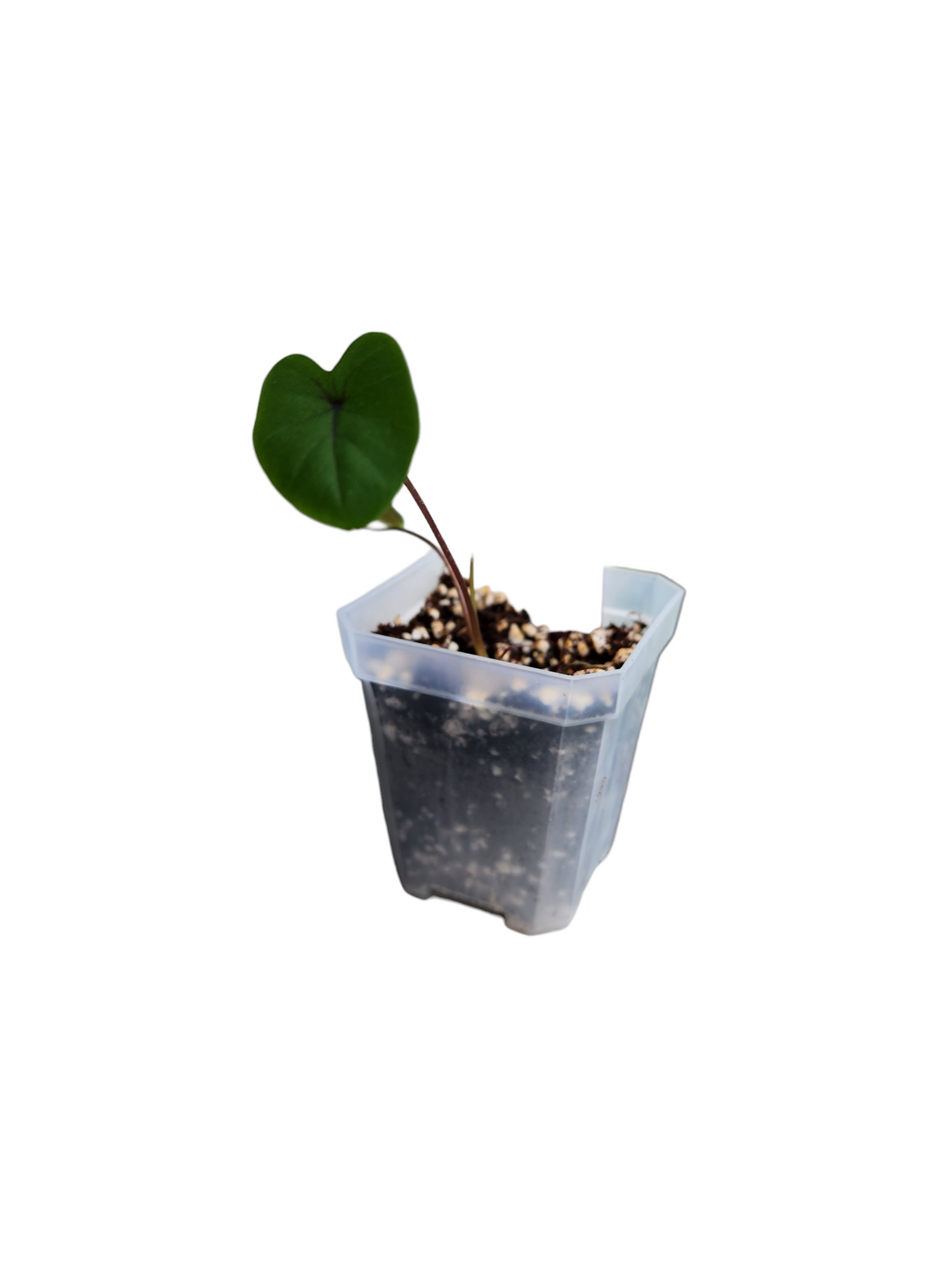 Colocasia Psylocke