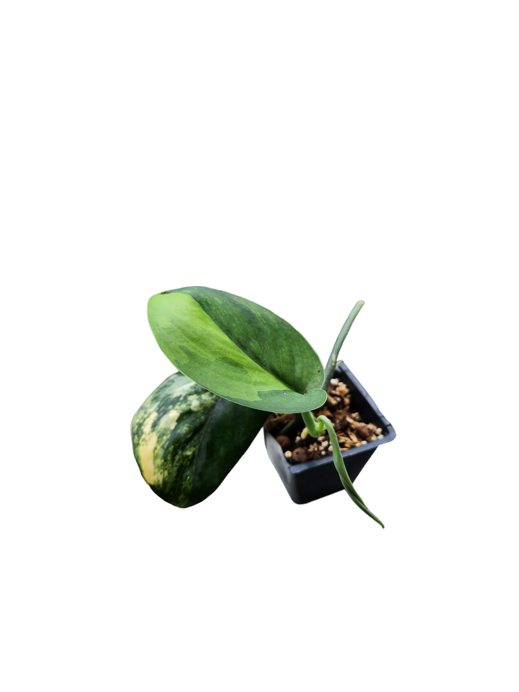 Scindapsus Jade Satin Variegata