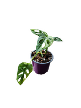 Load image into Gallery viewer, Monstera Adansonii Tricolour (Large Form)
