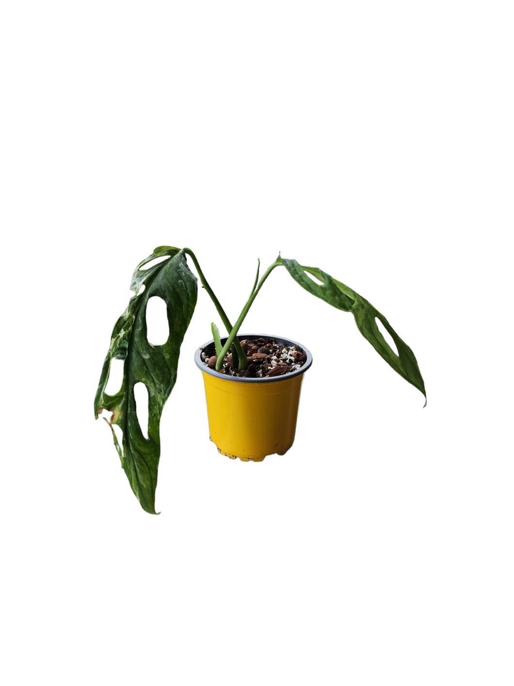 Monstera Adansonii Variegata - Indonesian Marble