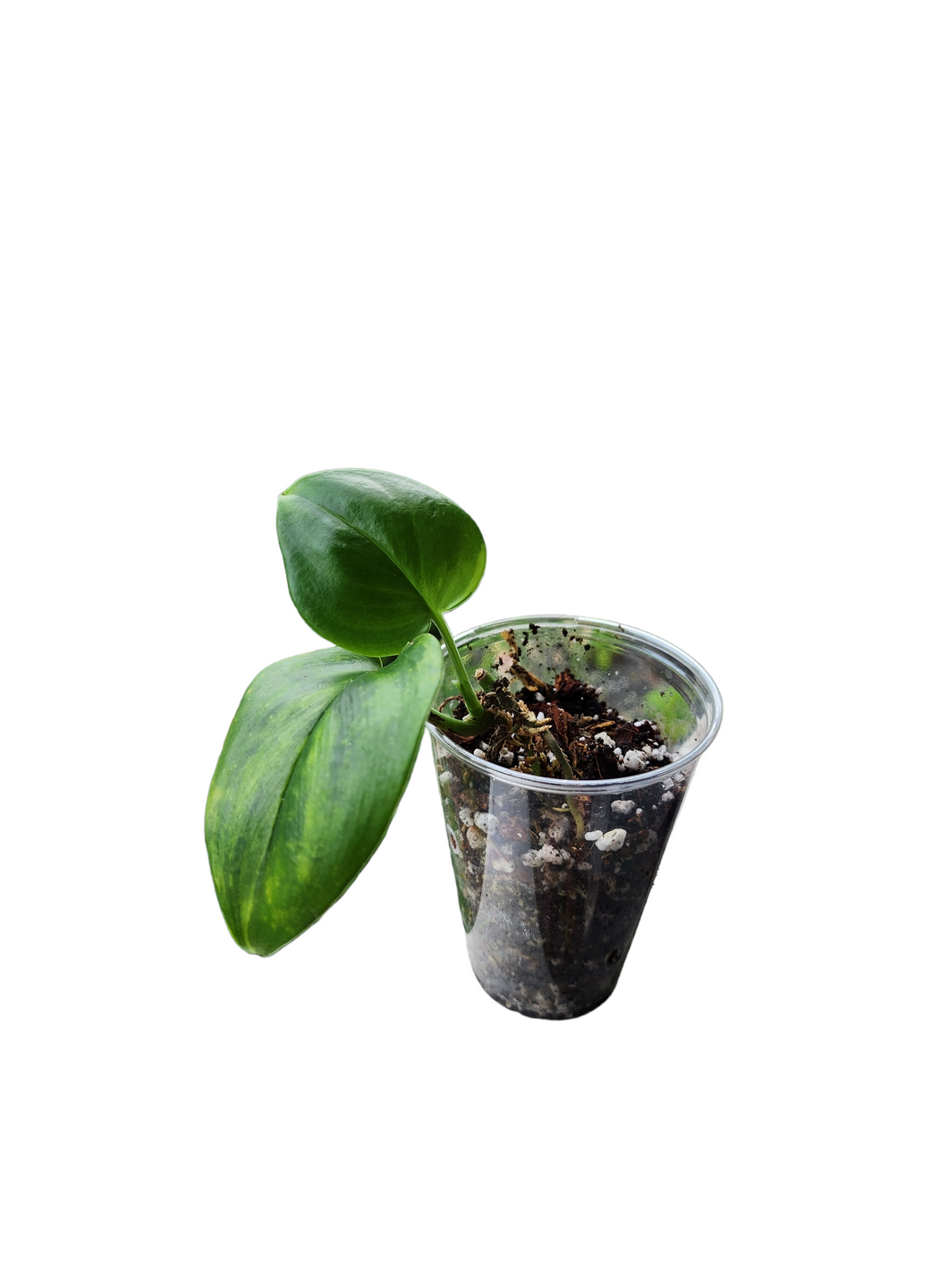 Scindapsus Treubii Moonlight Variegata