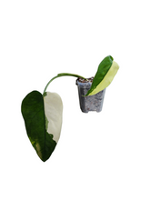 Load image into Gallery viewer, Syngonium Chiapense Variegata
