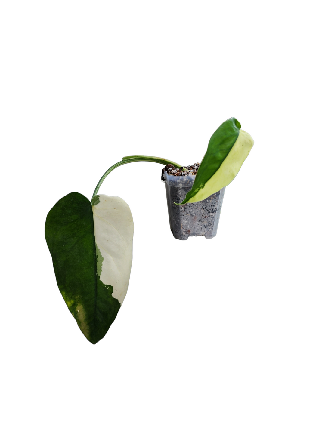 Syngonium Chiapense Variegata