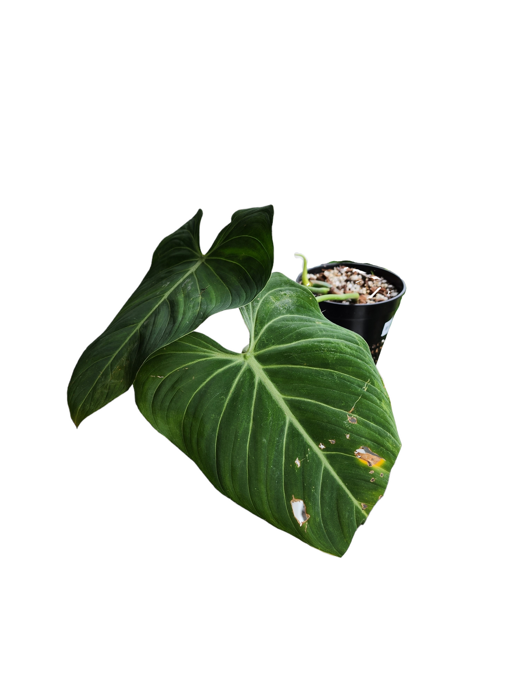 Philodendron Glorious