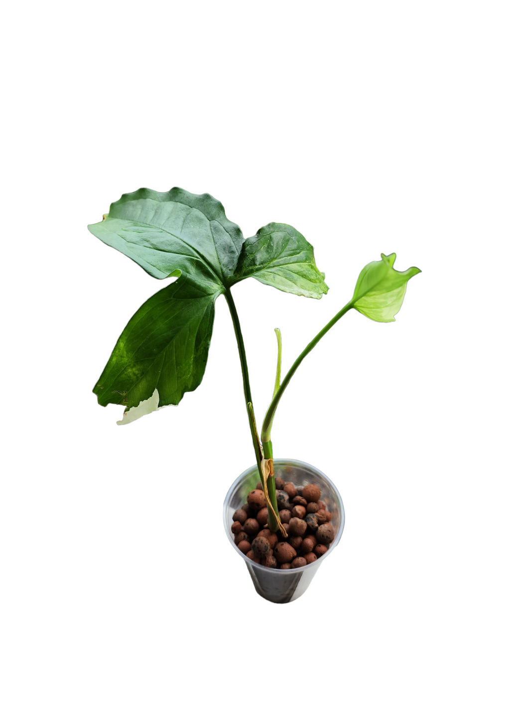 Syngonium Angustifolium