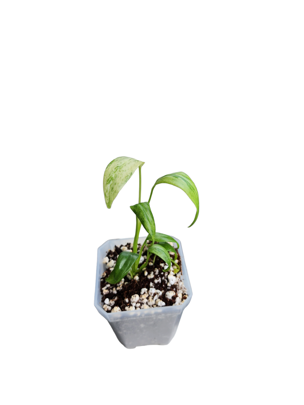 Epipremnum Giganteum Variegated