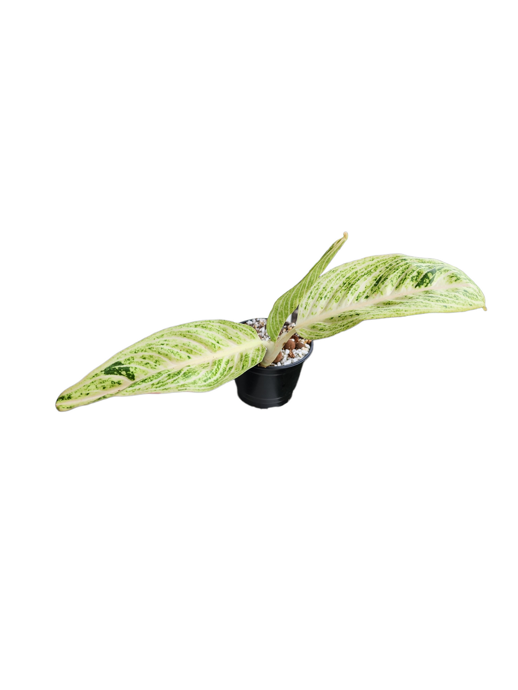 Aglaonema White Legacy