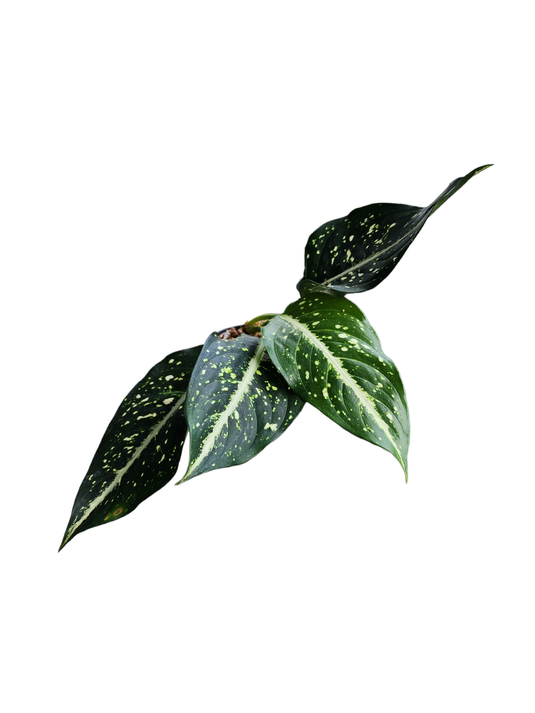 Aglaonema Fish Eye