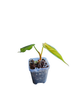 Load image into Gallery viewer, Philodendron Columbia sp.
