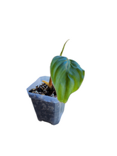 Load image into Gallery viewer, Philodendron Columbia sp.

