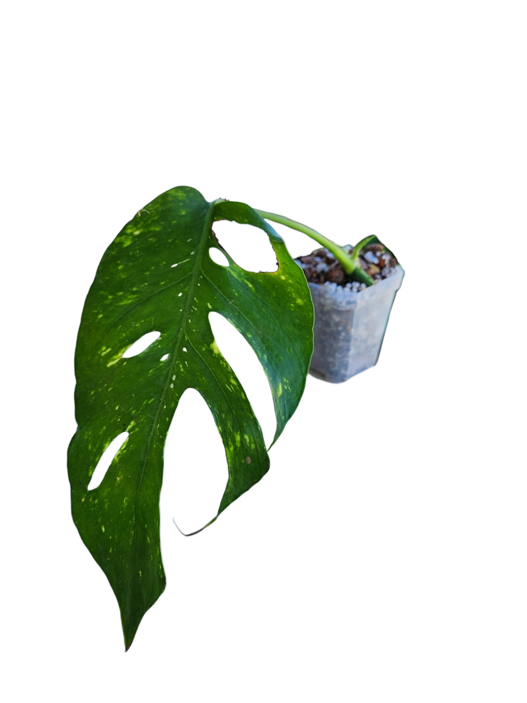 Epipremnum Yellow Flame