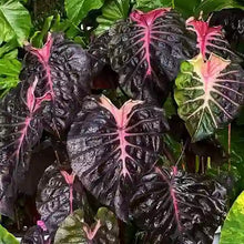 Load image into Gallery viewer, Colocasia Psylocke
