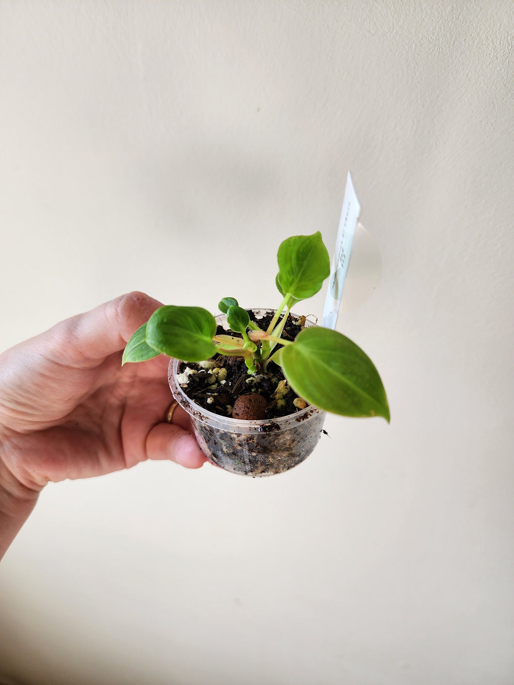 Philodendron El Choco Red