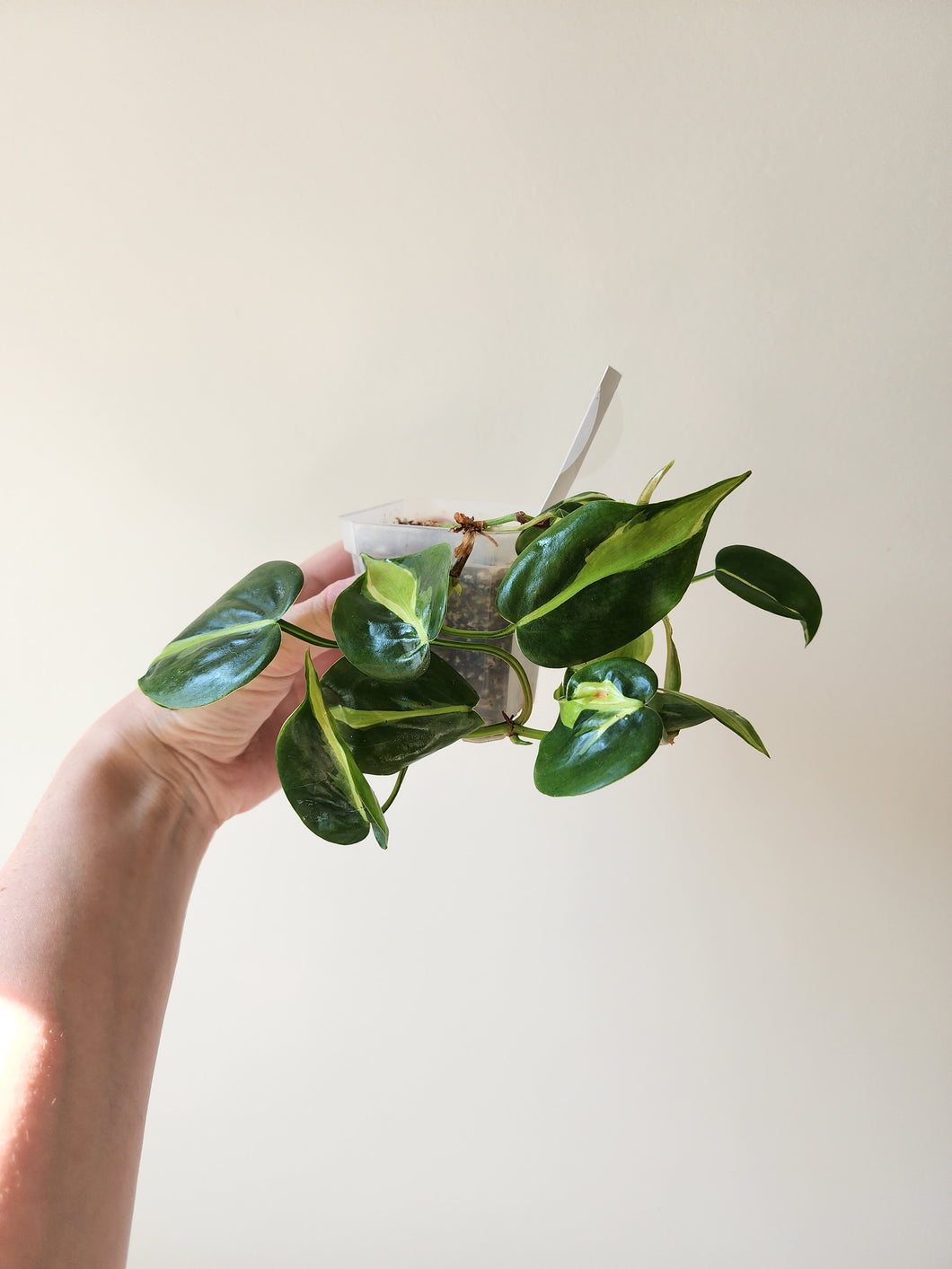 Philodendron Cream Splash