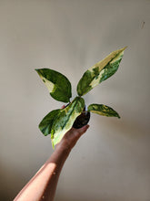 Load image into Gallery viewer, Aglaonema Manila Pride
