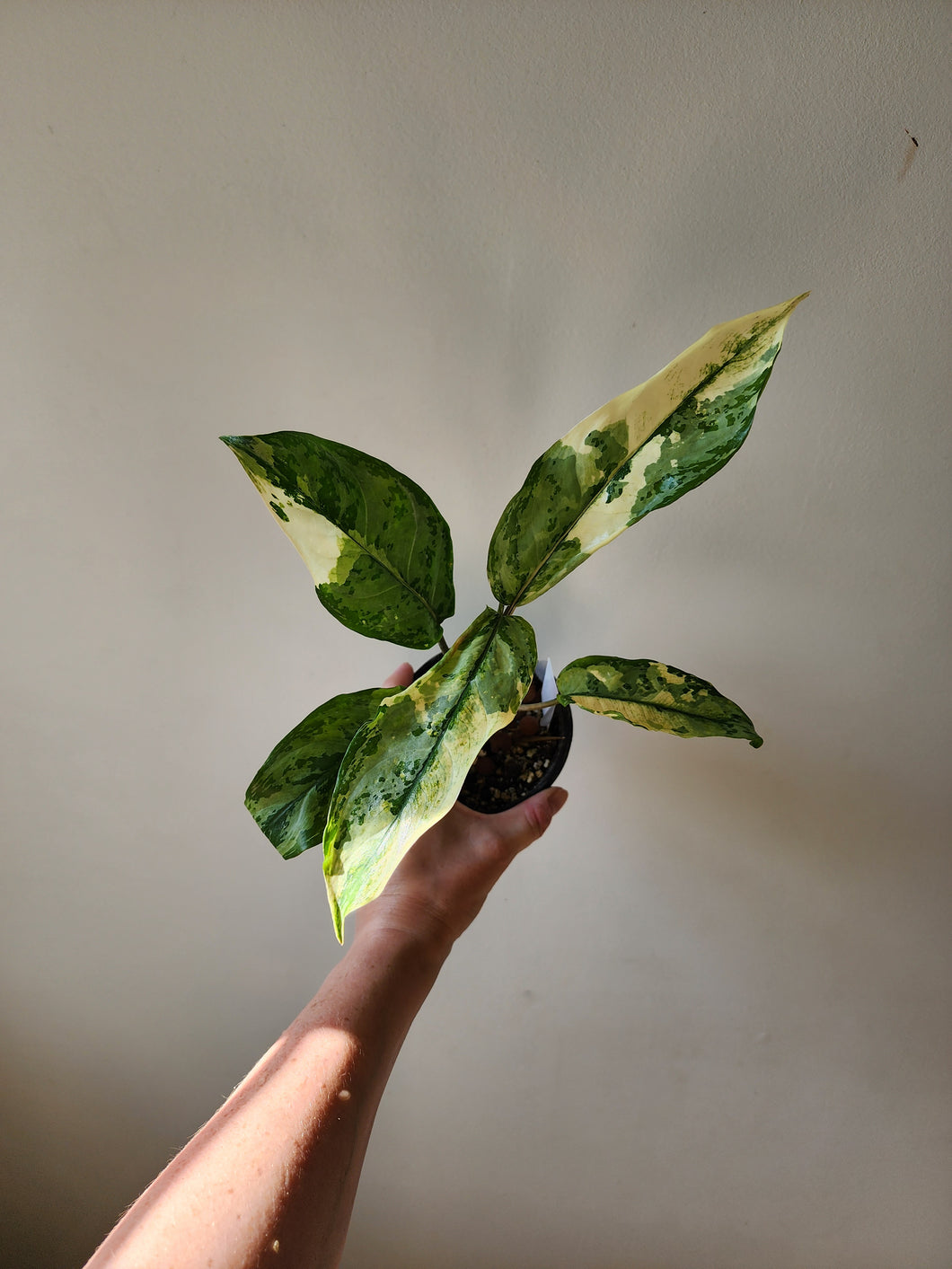 Aglaonema Manila Pride