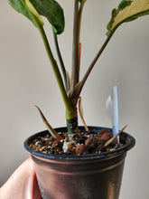 Load image into Gallery viewer, Aglaonema Manila Pride
