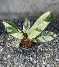 Load image into Gallery viewer, Epipremnum Giganteum Variegated
