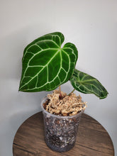 Load image into Gallery viewer, Anthurium Crystallinium Dark
