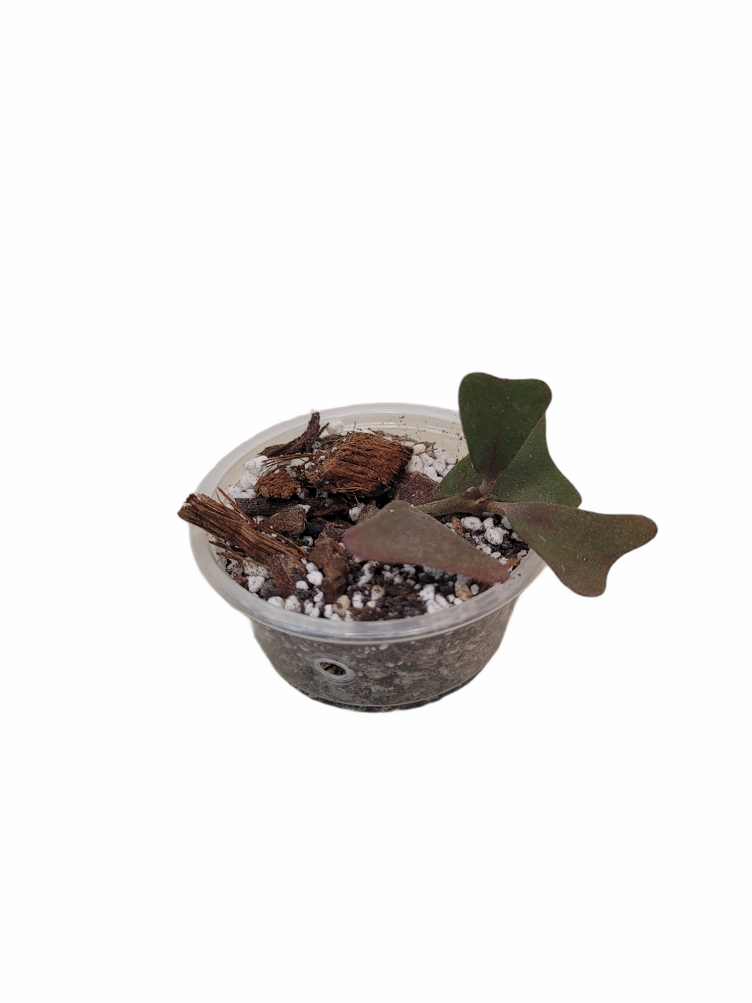 Hoya Manipurensis
