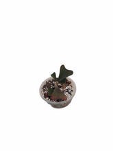 Load image into Gallery viewer, Hoya Manipurensis
