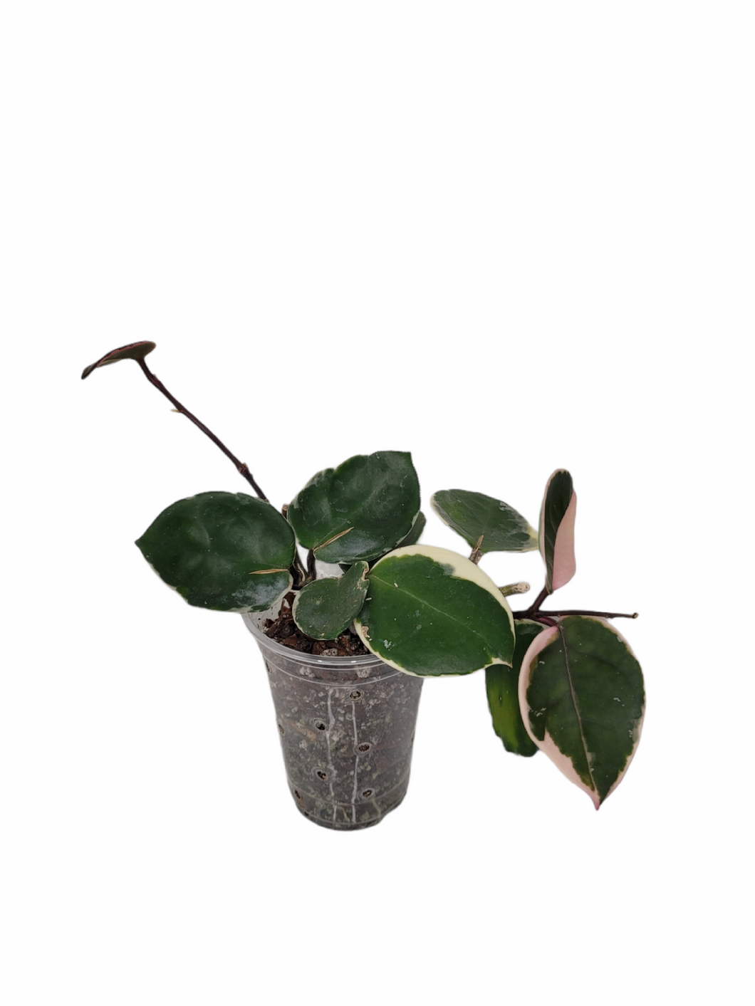 Hoya Krimson Queen