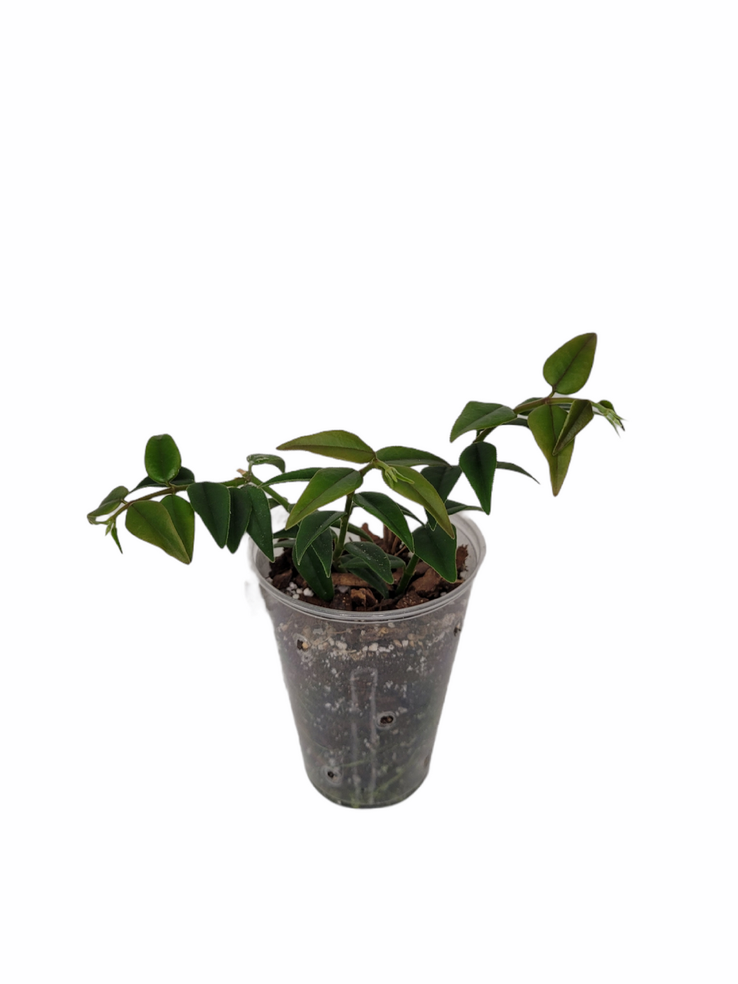 Hoya Bella