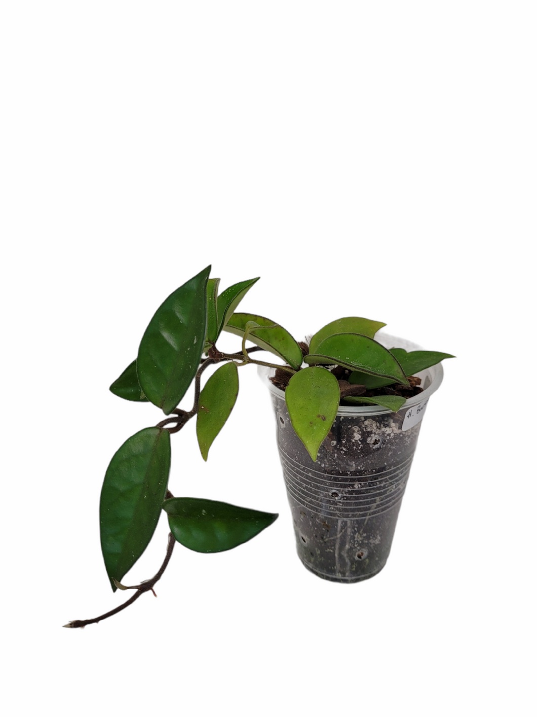 Hoya Burtonaie